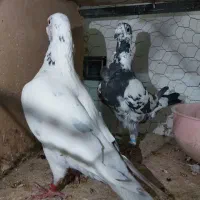 کفتر پلاکی مسافتی