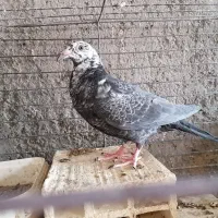کفتر زاجر و رنگی