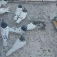 فروشی کبوتر|پرنده|میانه, |دیوار