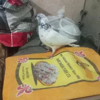 کبوتر|پرنده|قم, نیروگاه|دیوار