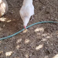 پرنده