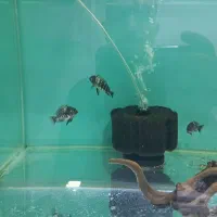 دبوسی ماهی|ماهی|مشهد, رسالت|دیوار