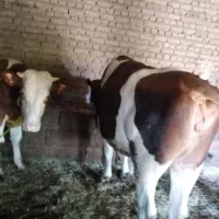 گاو|حیوانات مزرعه|ارومیه, |دیوار