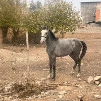 اسب اصیل نریون