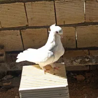 دو جفت کبوتر درشت و کشیده هوایی|پرنده|الیگودرز, |دیوار