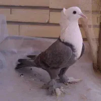 کبوتر