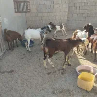 دامداری رمکان|حیوانات مزرعه|قشم, |دیوار