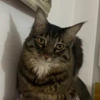 واگذاری گربه DMH