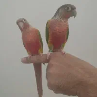 گرینچیک و عروس|پرنده|ساری, |دیوار