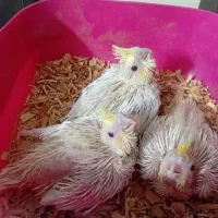 جوجه عروس هلندی|پرنده|قم, شهرک مهدیه (مدرس)|دیوار