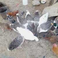 فروش غاز سالم و چاق ۸ عدد|حیوانات مزرعه|آبدانان, |دیوار