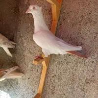 کبوترعطیقه|پرنده|مشهد, هفده شهریور|دیوار