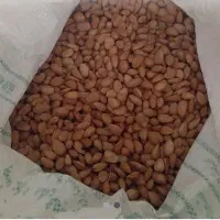 بادام تلخ