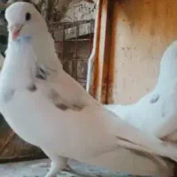 کفتر پرش سنگین نروماده