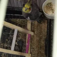 دوجفت عروس هلندی جوجه بیار