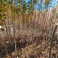 صنوبر نیگرا ترکیه