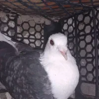 پرنده|پرنده|دوزین, |دیوار