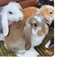 خرگوش لوپ مینیاتوری