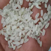 برنج کامفیروز اصل