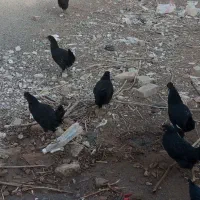 تیمچه مرغ بلک استار|حیوانات مزرعه|کویرات, |دیوار