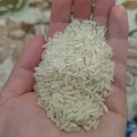 برنج محلی فجروچمپا رستم به قیمت خرید خوشپخت ومعطر