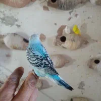 مرغ عشق دستی مخصوص بچه ها|پرنده|نیشابور, فردوسی جنوبی|دیوار