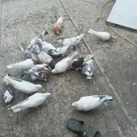 کبوترها