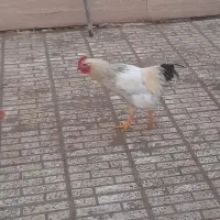 مرغ و خروس|حیوانات مزرعه|نجفآباد, یزدانشهر|دیوار