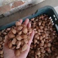 هسته زردآلو تلخ|خوردنی و آشامیدنی|مشهد, هفت تیر (آب و برق)|دیوار