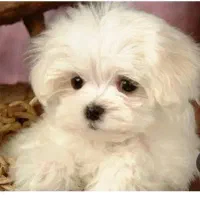 سگ شیتزو کراس