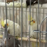 عروس هلندی|پرنده|کبودرآهنگ, |دیوار