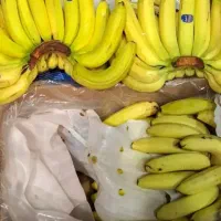 موز|عمدهفروشی|الوند, |دیوار