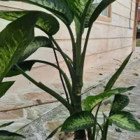 فروش گل دیفن باخیا|گل و گیاه طبیعی|خشکبیجار, |دیوار