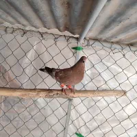 کبوتر|پرنده|دزفول, |دیوار