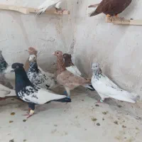 انگشتر کبوتر در طور جدید