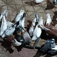 کبوترهای پرشی زینتی در همه رنگ|پرنده|رستمآباد, |دیوار