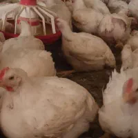 کارگر ساده مرغداری گوشتی|استخدام صنعتی، فنی، مهندسی|خرمدشت, |دیوار