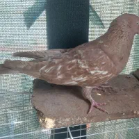 کبوتر تاب|پرنده|حمیدیه, |دیوار