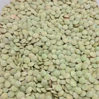 عدس تمیز وزود پز  برای فروش