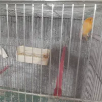 قناری|پرنده|دامغان, |دیوار