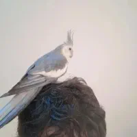 عروس هلندی وایت فیس|پرنده|اهواز, شهرک برق|دیوار