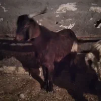 بزگاله نر پرگوشت هم واسه دامازدخ خوبه|حیوانات مزرعه|مشگین شهر, |دیوار