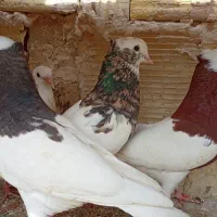 کفترطوقی هفت رنگ با جوجه هاش