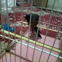 سلام خسته نباشید یک جفت مینا همراه با ۵ کبوتر