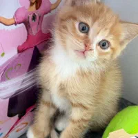 واگذاری گربه میکس پرشین