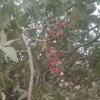 فروش گوناشک