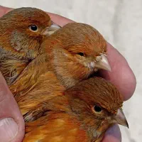 قناری نر و ماده رد بلک ،سرخ سوخته،مولد،اماده و مست|پرنده|تهران, شهرک استقلال|دیوار