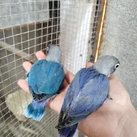 طوطی برزیلی  (سرلاکی)