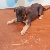 توله دوبرمن و ژرمن ققط هزینه نگهداری گرفته میشود|سگ|مشهد, اقبال|دیوار