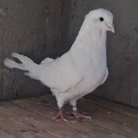 کبوتر پرشی|پرنده|قم, شهرک مهدیه (مدرس)|دیوار